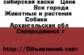 l: сибирская хаски › Цена ­ 10 000 - Все города Животные и растения » Собаки   . Архангельская обл.,Северодвинск г.